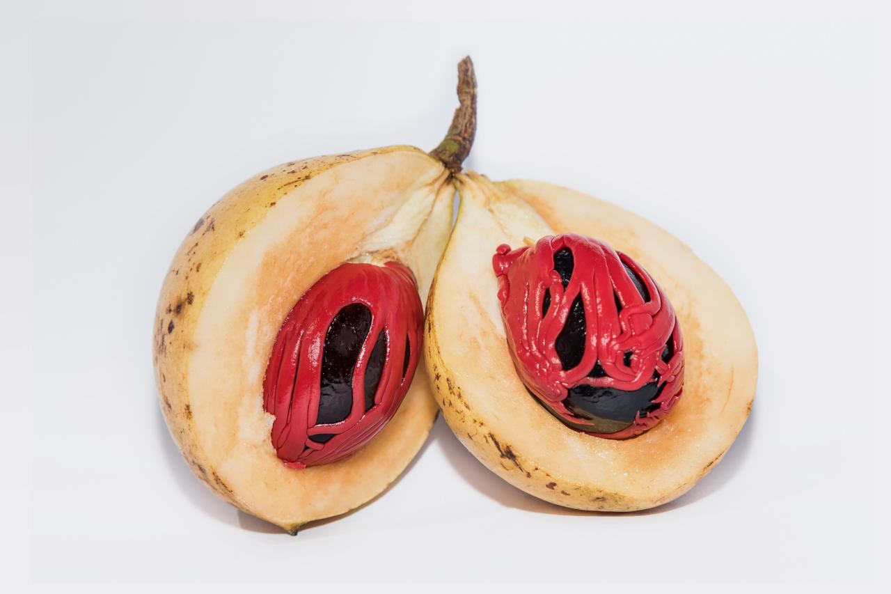 Muskatnuss-Macis-Balgfrucht Muskatnuss und Macis in Balgenfrucht